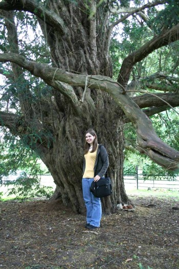 Ancient Yew Tree